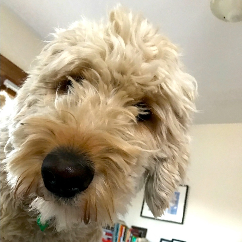 Meet your Posher, Hazel